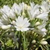 Agapanthus Double Diamond