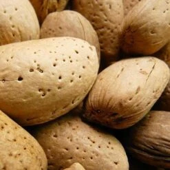 Almond - Prunus Dulcis Robijn -Plant Series Store Almond Robijn 03