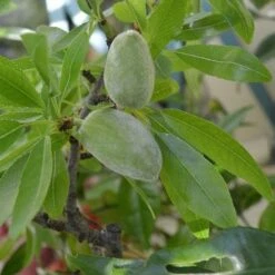 Almond - Prunus Dulcis Robijn -Plant Series Store Almond Robijn 06