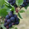 Amelanchier Alnifolia Thiessen