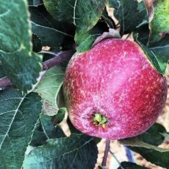 Apple Kingston Black -Plant Series Store Apple Kingston Black 01