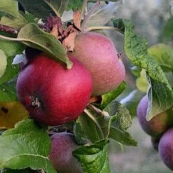 Apple Kingston Black -Plant Series Store Apple Kingston Black 02