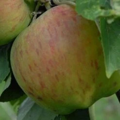 Apple Lane's Prince Albert -Plant Series Store Apple Lanes Prince Albert 03