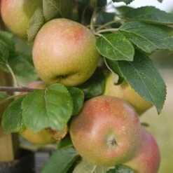 Apple Lane's Prince Albert -Plant Series Store Apple Lanes Prince Albert 04