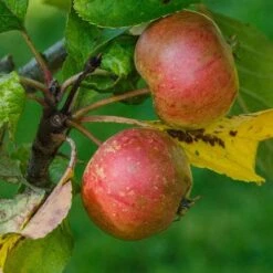 Apple Pixie 10 Apple Pixie -Plant Series Store Apple pixie 01