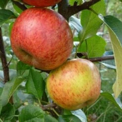 Apple Pixie 8 Apple Pixie -Plant Series Store Apple pixie 02