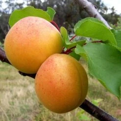 Apricot Bredase -Plant Series Store Apricots 01 c07ba185 1cff 4b11 a3b1 fc6f0cb7f2b5