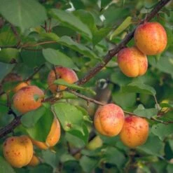 Apricot Bredase -Plant Series Store Apricots 02 13970263 623d 4ef2 b3de 326bc94d1192