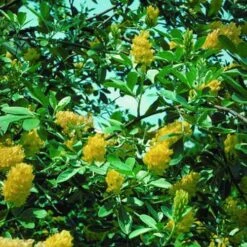 Argyrocytisus Battandieri -Plant Series Store Argyrocytissus batterendii 04