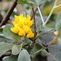 Argyrocytisus Battandieri -Plant Series Store Argyrocytisus battandieri 05