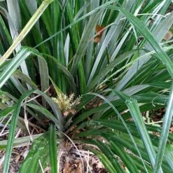 Astelia Banksii -Plant Series Store Astelia banksii 04