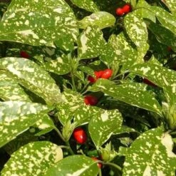 Aucuba Japonica Crotonifolia