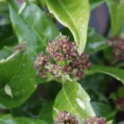 Aucuba Japonica Rozannie - Self Fertile -Plant Series Store Aucuba japonica Rozannie 01