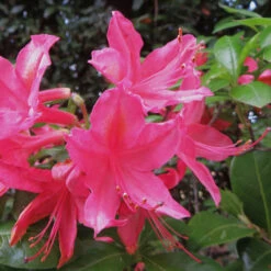 Azalea Mollis Jolie Madame -Plant Series Store Azalea mollis Jolie Madame 02