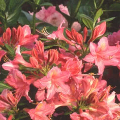 Azalea Mollis Jolie Madame -Plant Series Store Azalea mollis Jolie Madame 04