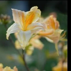 Azalea Mollis Harvest Moon -Plant Series Store AzaleaHarvestMoon04