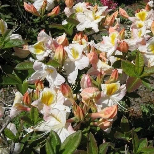 Azalea Mollis Silver Slipper 2 Azalea Mollis Silver Slipper - Image 2