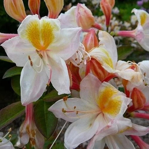 Azalea Mollis Silver Slipper 3 Azalea Mollis Silver Slipper - Image 3