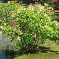 Azalea Mollis Daviesii -Plant Series Store Azalea mollis Daviesii 03