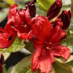Azalea Mollis Nabucco -Plant Series Store AzaleamollisNabucco02