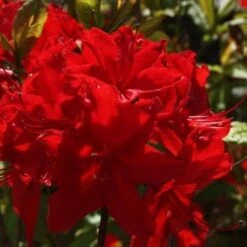 Azalea Mollis Nabucco -Plant Series Store AzaleamollisNabucco04