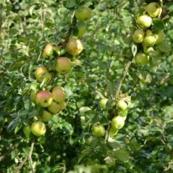 Apple Ballyvaughan Seedling -Plant Series Store Ballyvaughan Seedling A07