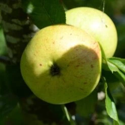 Apple Ballyvaughan Seedling -Plant Series Store Ballyvaughan Seedling A09