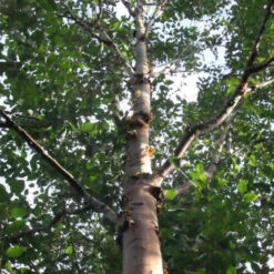 Betula Albosinensis China Rose -Plant Series Store Beltula albosinensis China Rose 03