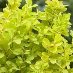 Berberis Thunbergii Maria -Plant Series Store Berberis thunbergii Maria 02