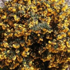 Berberis Darwinii Nana -Plant Series Store Berberis darwinii Nana 03x