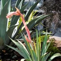 Plant Series Store -Plant Series Store Beschorneria yuccoides Flamingo Glow 02