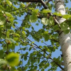 Betula Ermanii Holland -Plant Series Store Betula ermanii Holland 02