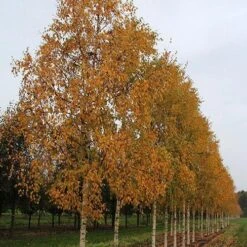 Betula Ermanii Holland -Plant Series Store Betula ermanii Holland 03