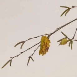 Betula Utilis Long Trunk -Plant Series Store Betula Utilis Long Trunk 04x