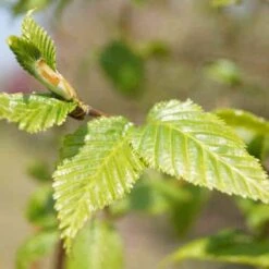 Betula Albosinensis China Rose -Plant Series Store Betula albosinensis China Rose 04