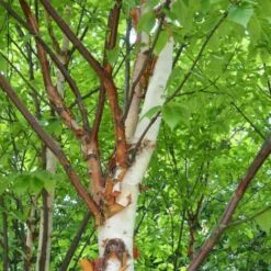 Betula Albosinensis Var. Septentrionlis Kansu -Plant Series Store Betula albosinensis Kanzu 03