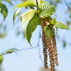 Betula Albosinensis Pink Champagne -Plant Series Store Betula albosinensis Pink Champagne 03