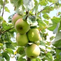 Apple Blenheim Orange -Plant Series Store Blenheim Orange A02