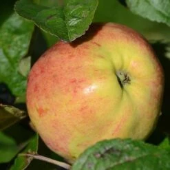 Apple Bloody Butcher -Plant Series Store Bloody Butcher A02