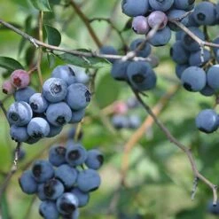 Blueberry Duke -Plant Series Store Blueberry Duke 03