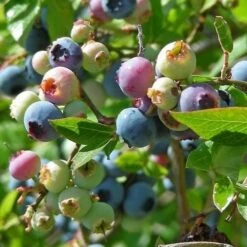 Blueberry Northland -Plant Series Store BlueberryNorthland01