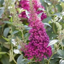 Buddleja Davidii Buzz Hot Raspberry -Plant Series Store Buddleia Buzz Hot Raspberry 03