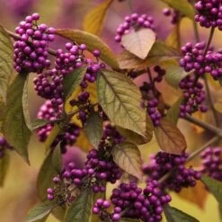 Callicarpa Bodinieri Profusion
