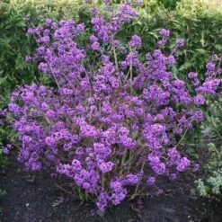 Callicarpa Bodinieri Profusion -Plant Series Store Callicarpa bodinieri Profusion 3