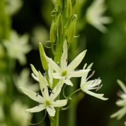 Camassia Leichtlinii Alba -Plant Series Store Camassia leichtlinii alba 03