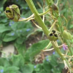 Camassia Leichtlinii Alba -Plant Series Store Camassia leichtlinii alba 04