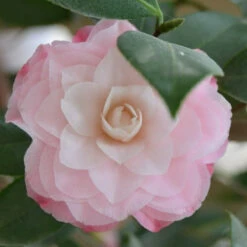 Camelia Japonica Nuccio's Pearl -Plant Series Store CameliajaponicaNucciosPearl
