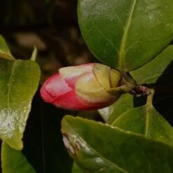 Camellia Japonica Adolphe Audusson -Plant Series Store Camellia Adolphe Audusson 01