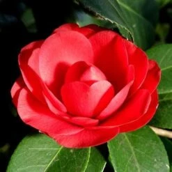 Camellia Black Lace -Plant Series Store Camellia Black Lace 01