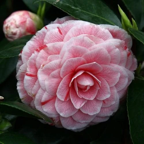 Camellia Japonica Bonomiana 1 Camellia Japonica Bonomiana